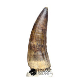 20525- Nicely Preserved Large Suchomimus tenerensis Dinosaur Tooth
