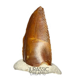 S93 - Unusual Majungasaurus crenatissimus Abelisaurid Dinosaur PREMAXILLARY Tooth