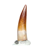 20228 - Gem Grade Spinosaurus aegyptiacus Dinosaur Tooth - Cretaceous KemKem Beds IN CATAWIKI AUCTION NOW