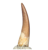 S253 - Stunning Large Zarafasaura oceanis (Elasmosaur) Partially Rooted Tooth - Late Cretaceous
