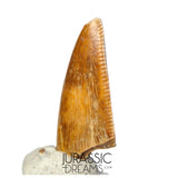 S142 - Top Rare Majungasaurus crenatissimus Abelisaurid Dinosaur PREMAXILLARY Tooth