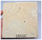 S380- Aesthetic "Knightia eocaena" Fossil Fish Mass Mortality Plate with 4 specimens - Eocene Age from USA