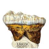 S306 - Gem Grade Huge Ice Age Cave Bear (Ursus spelaeus) Upper Molar Tooth (M2) - Pleistocene
