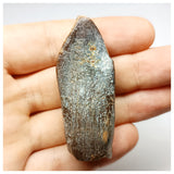 1352 - Huge Jobaria Sauropod Dinosaur Tooth Jurassic Tiouraren Fm