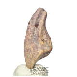 J204 - Top Rare Killer Unidentified Theropod Dinosaur Claw - Lower Cretaceous Elrhaz Fm