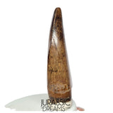 J561 - Tyrannosaur Dinosaur Tooth - Nanotyrannus sp - Late Cretaceous - Lance Creek Fm