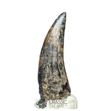 20239 - Nicely Preserved Large Suchomimus tenerensis Dinosaur Tooth