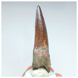 1053 - Gem Grade Spinosaurus aegyptiacus 3.14'' Dinosaur Tooth KemKem Beds