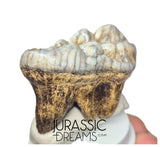 S234 - Gem Grade Huge Ice Age Cave Bear (Ursus spelaeus) Upper Molar Tooth (M2) - Pleistocene