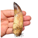 S491 - Museum Grade Fully Rooted Sarcosuchus imperator Crocodile Tooth - Cretaceous Elrhaz Fm