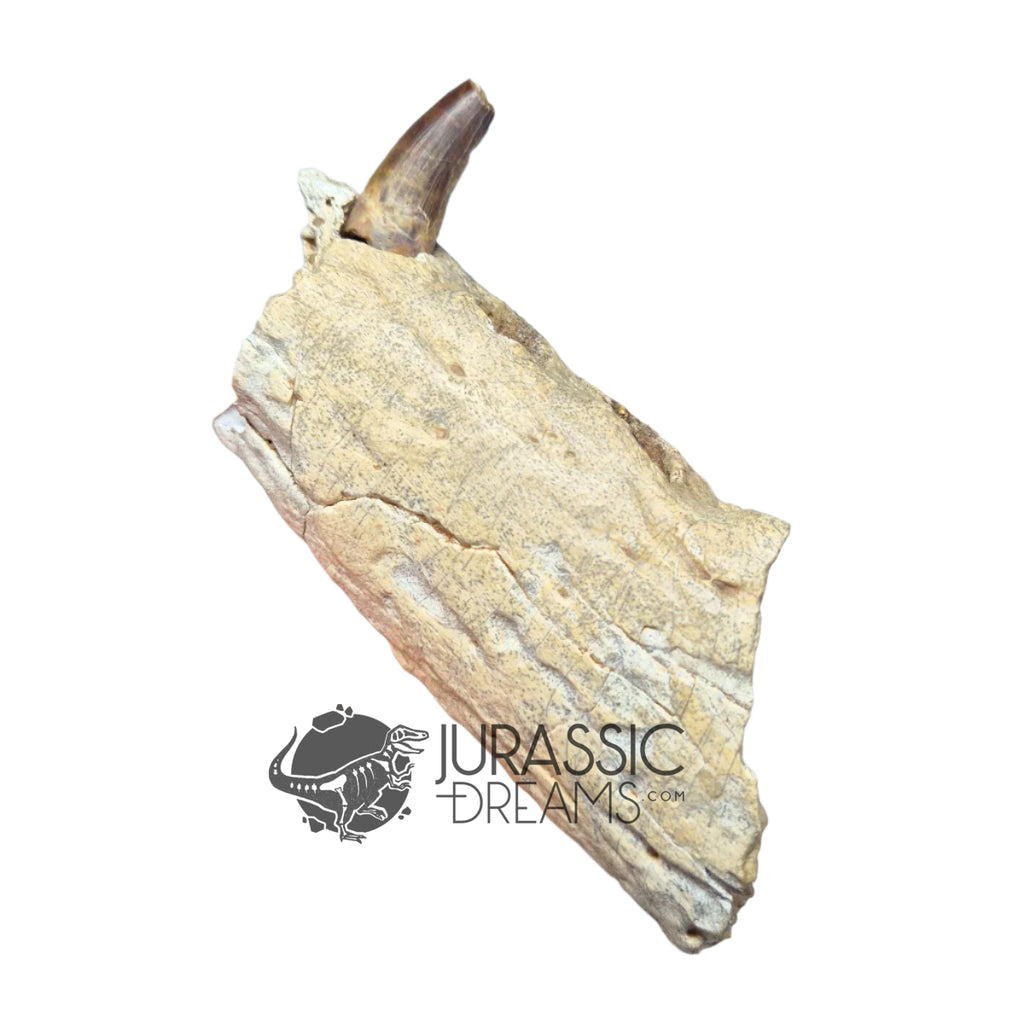 20017 - Unusual Suchomimus tenerensis Spinosaurid Dinosaur Left Hemi dentary IN CATAWIKI AUCTION NOW