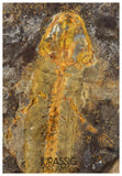 J567 - Museum Grade Rare Jeholotriton paradoxus - Primitive Jurassic Salamander - Daohugou Beds