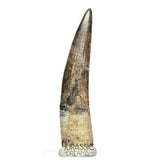 S65 - Finest Quality Suchomimus tenerensis Spinosaurid Dinosaur Tooth