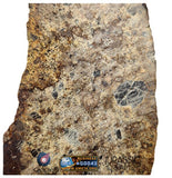 S276 - "NWA 14917" Diogenite Polymict Meteorite Large thick Slice HED Achondrite 26,4g