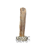 S373 - Top Rare Nigersaurus taqueti Rebbachisaurid Sauropod Dinosaur Tooth
