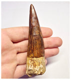 1365 - Huge Spinosaurus aegyptiacus Dinosaur Tooth - Cretaceous KemKem Beds
