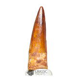 20213 - Gem Grade Spinosaurus aegyptiacus Dinosaur Tooth - Cretaceous KemKem Beds IN CATAWIKI AUCTION NOW