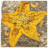 S81 - Nicely Preserved Petraster Ordovician Starfish Tiouririne Formation