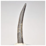 1566 - Top Rare Ornithocheirid Pterosaur Tooth - Lower Cretaceous - Elrhaz Fm