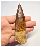 1367 - Huge Spinosaurus aegyptiacus Dinosaur Tooth - Cretaceous KemKem Beds