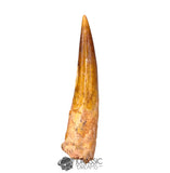 20195 - Nicely Preserved Large Spinosaurus aegyptiacus Dinosaur Tooth IN CATAWIKI AUCTION NOW