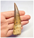 1370 - Huge Spinosaurus aegyptiacus Dinosaur Tooth - Cretaceous KemKem Beds