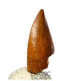 S361 - Outstanding Large Majungasaurus crenatissimus Abelisaurid Dinosaur Tooth - Late Cretaceous