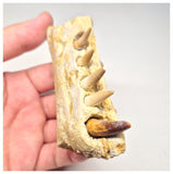 1517 - Museum Grade Juvenile Spinosaurus Dinosaur Right Hemi dentary jaw- Cretaceous KemKem Beds