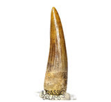 S350 - Gem Grade Suchomimus tenerensis Spinosaurid Dinosaur Tooth - Cretaceous Elrhaz Fm
