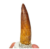 S393 - Nicely Preserved Spinosaurus aegyptiacus Dinosaur Tooth - Red Sanstone Beds