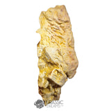 20237 - Exceedingly Rare Carcharodontosaurus saharicus Postorbital-Lacrimal Skull Bone