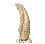 J410 - Museum Grade Ornithocheirid Pterosaur Claw - Lower Cretaceous Elrhaz Fm