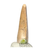 S164 - Large Majungasaurus crenatissimus Abelisaurid Dinosaur Tooth with Unusual Green Sandstone matrix on its base