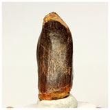 1353 - Huge Jobaria Sauropod Dinosaur Tooth Jurassic Tiouraren Fm