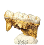 S369 - Gem Grade Huge Ice Age Cave Bear (Ursus spelaeus) Upper Molar Tooth (M2) - Pleistocene