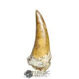 20029 - Nicely Preserved Large Suchomimus tenerensis Dinosaur Tooth