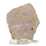 J202- Exceedingly Rare Saltasaurus Titanosaur Egg Shell - Late Cretaceous Anacleto Fm