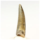 1310 - Nicely Preserved Suchomimus tenerensis Spinosaurid Dinosaur Tooth - Cretaceous Elrhaz Fm