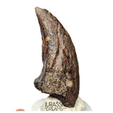 S520 - Museum Grade Rare Abelisaurid Dinosaur (cf Kryptops) Foot Claw - Elrhaz Fm