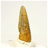 1349 - Rare Juvenile Suchomimus tenerensis Dinosaur Foot Claw Lower Cretaceous Elrhaz Fm