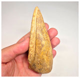 1498 - Museum Grade Spinosaurus aegyptiacus Dinosaur Complete Toe Finger with Claw- KemKem Beds