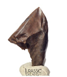 J430 - Finest Quality Large Triceratops horridus three-horned Dinosaur Tooth - Late Cretaceous - Lance Fm