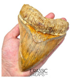 J496 - Gem Grade Huge Killer Megalodon Tooth from Rare Indonesia Location