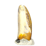 20020 -Exceedingly Rare Unidentified Basal Iguanodontian Dinosaur Tooth