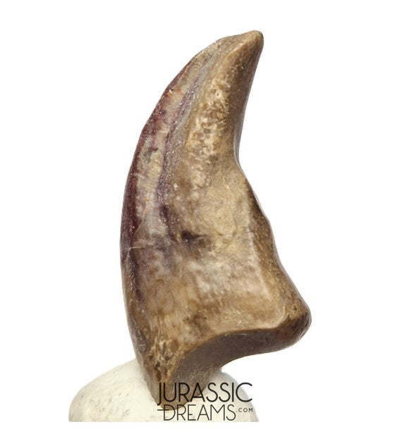J278 - Top Rare Killer Unidentified Theropod Dinosaur Claw - Lower Cretaceous Elrhaz Fm