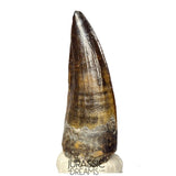 S388 - Finest Quality Suchomimus tenerensis Spinosaurid Dinosaur Tooth WITH VISIBLE CARINA