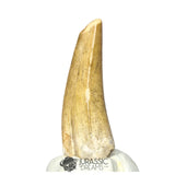 20276- Nicely Preserved Afrovenator abakensis Megalosaurid Dinosaur Tooth Jurassic Tiouraren Fm IN CATAWIKI AUCTION NOW