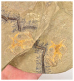C15 - Finest Grade Soft Bodied Marrellomorph Furca mauretanica Associated with Euloma Trilobite Ordovician Fezouata