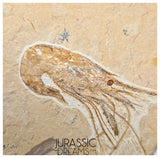 S378 - Nicely Preserved Large Fossil Shrimp "Carpopenaeus sp" - Cretaceous from Lebanon