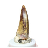 20046- Nicely Preserved Afrovenator abakensis Megalosaurid Dinosaur Tooth Jurassic Tiouraren Fm